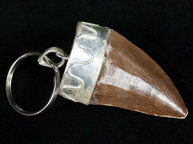 Authentic Fossil Mosasaurus Tooth Keychain #11135
